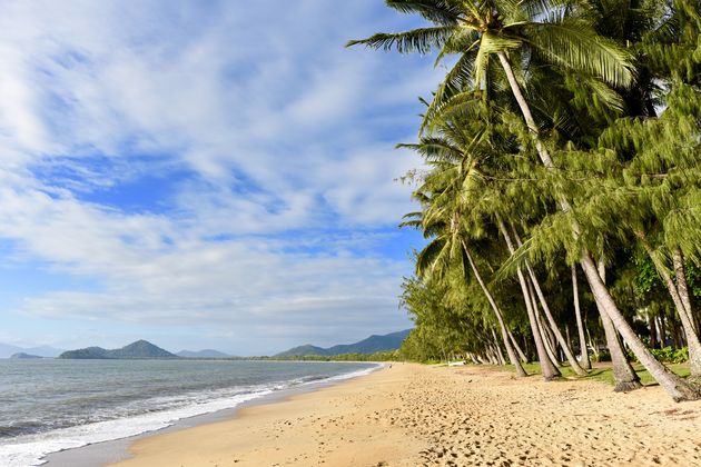 Palmbomen op het strand van Palm Cove