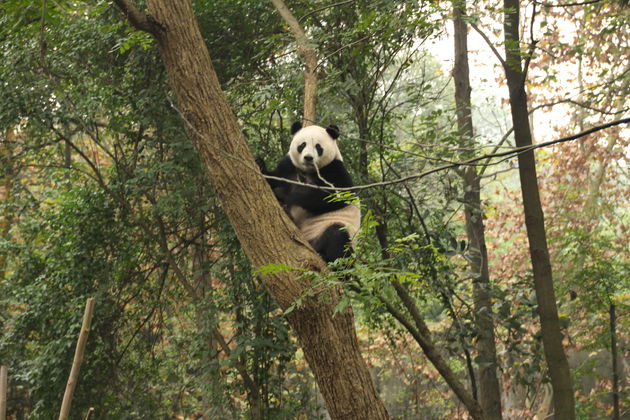 Panda`s in het Panda Research & Breeding Centre in Chengdu