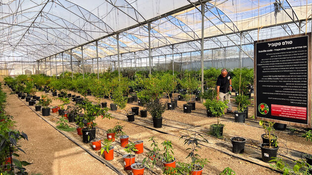 De pepertuin van Alon en Rami bij Bethlehem in Galilea