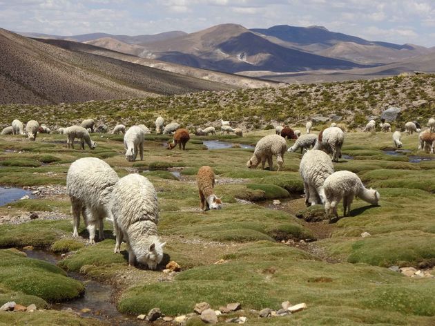 peru-bolivia