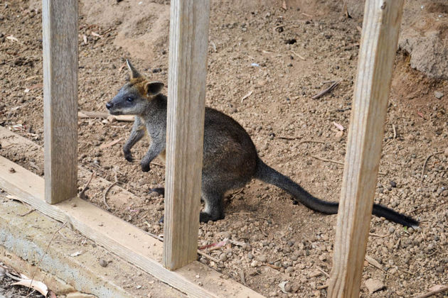 Een kleine kangoeroe in Phillip Island Wildlife Park