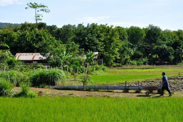 Uitzicht over de organische rijstplantage
