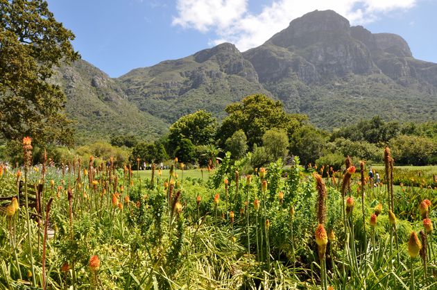 Picknicken in Kirstenbosch met dit uitzicht