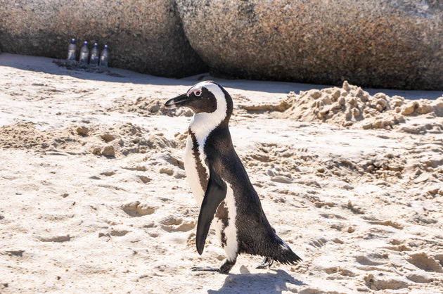 Chillen op het strand naast dit leuke diertje!