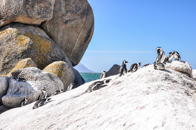 Zo`n 35 jaar geleden streek een kolonie zwartvoetpingu\u00efns neer op Boulders Beach