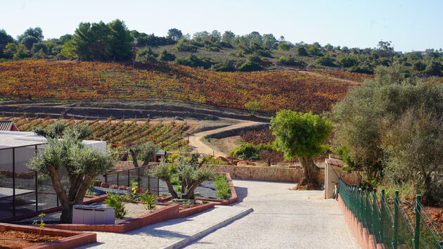 44 hectare wijngaard