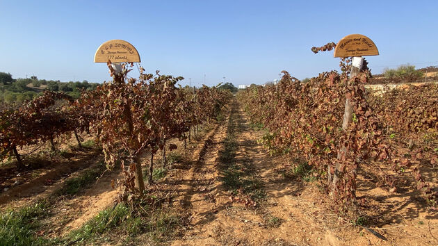 De Winemaker Experience, je eigen wijnranken bij een proffesionele wijnmaker