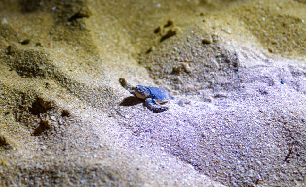 Een babyschildpad kruipt net uit zijn ei en is op weg naar de zee