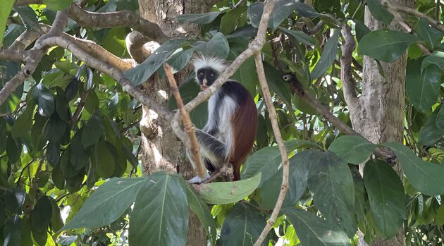 <em>De Red Colobus Monkey komt alleen voor op Zanzibar.<\/em>
