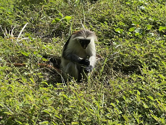 <em>De kleurrijke Red Colobus Monkey gespot!<\/em>