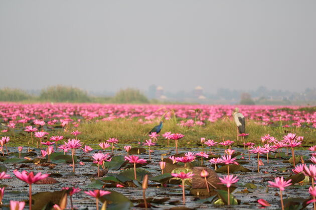 <em>De Red Lotus Sea in Udon Thani <\/em>