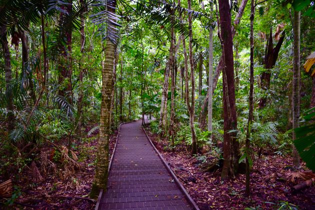 Een board walk door het regenwoud van Daintree