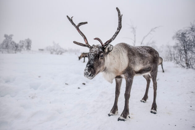 Wie weet spot jij wel wilde rendieren in Lapland
