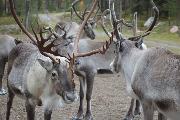 rendieren-lapland-1.jpeg