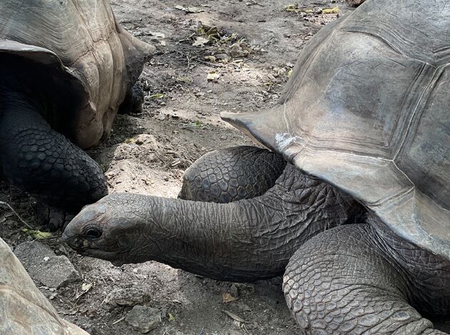 reuzenschildpadden.jpeg