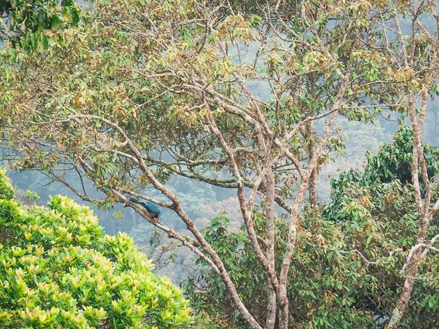 reuzentoerako-nyungwe-national-park-rwanda.jpeg