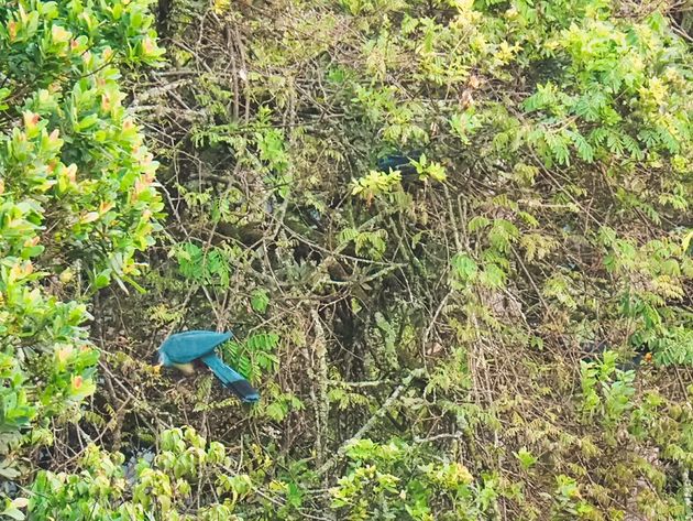 reuzentoerako-nyungwe-rwanda.jpeg