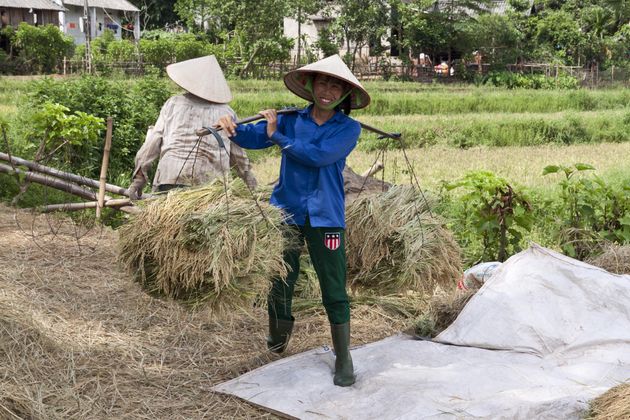 Dame is hard aan het werk in de rijstvelden