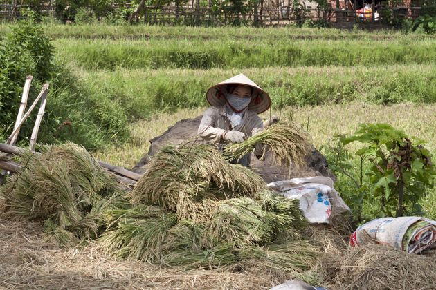 rijst-vietnam.jpeg