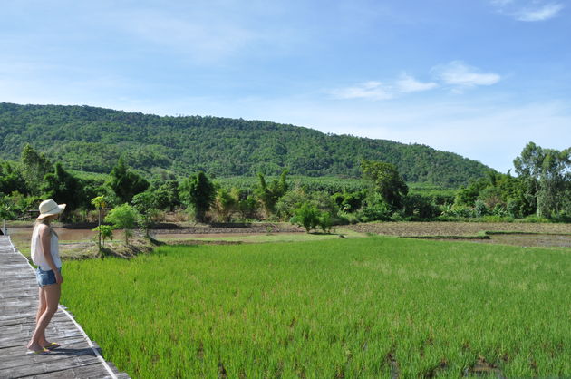 Uitkijken over de groene rijstvelden van Phu Ruea Ruean Mai