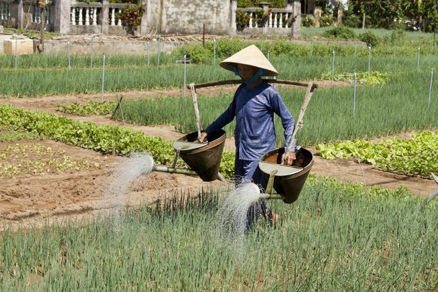 rijstplanten-water-geven