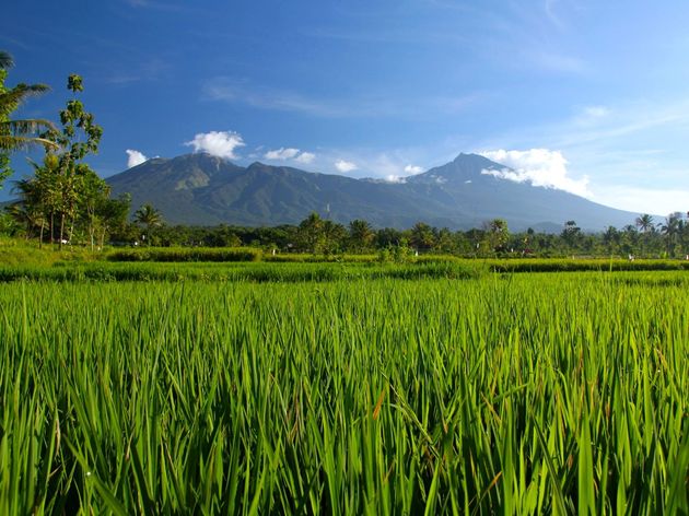 Knalgroene rijstvelden op Bali
