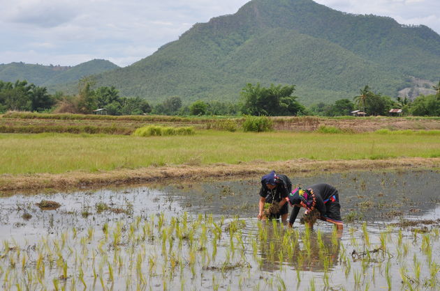 De rijstvelden in Loei zijn prachtig