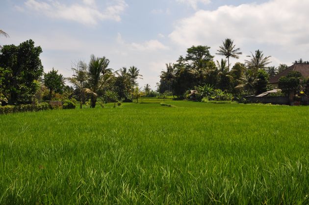 Uitzicht op de Balinese rijstvelden