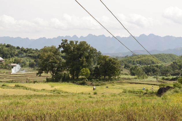 rijsvelden-vietnam