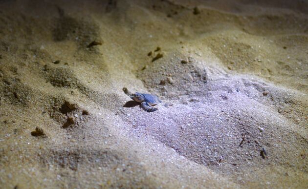 Een zeeschildpadje in Ras al Jinz dat op weg is naar het grote avontuur
