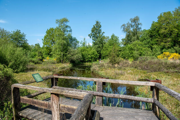 Ontdek de Heemtuin, een van de mooiste bloementuinen van Nederland