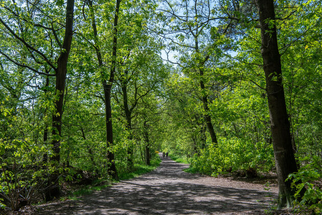 Wandelen door de Rucphense bossen