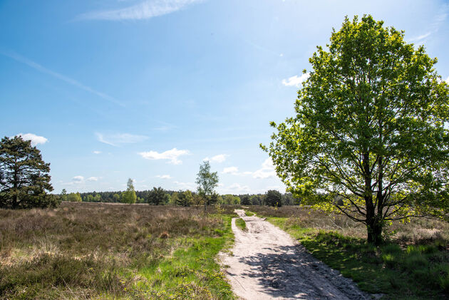 En over de Rucphense heide