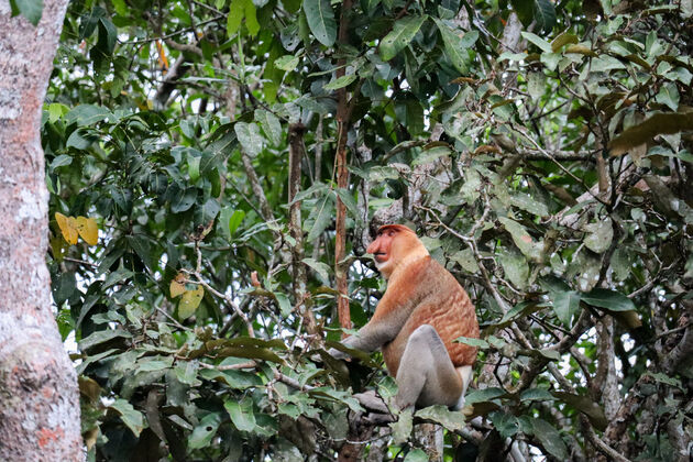 sabah-proboscis-aap.jpeg