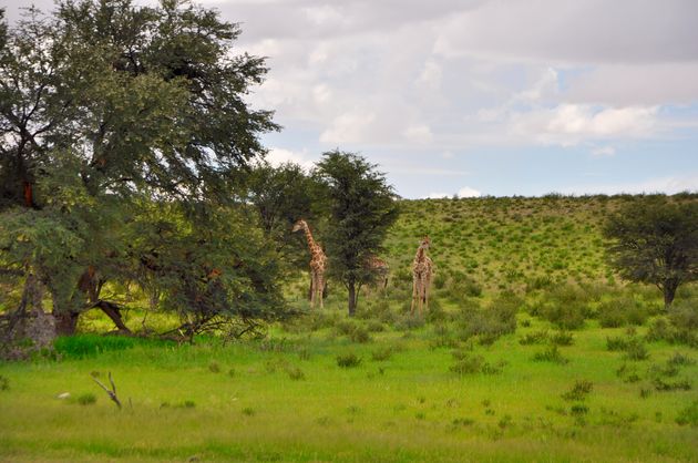 Giraffes in Kgalagadi