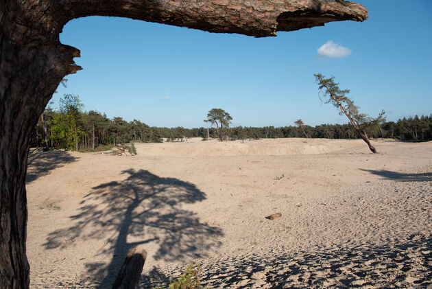 Wandelen over de Sahara van Ommen