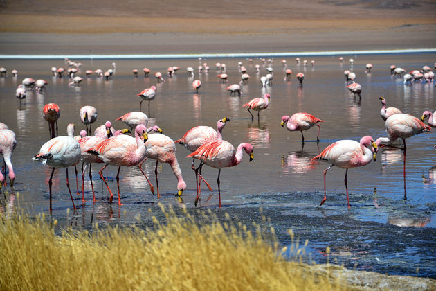 De omgeving is nog zo natuurlijk, dat je de flamingo\u00b4s van dichtbij kunt bewonderen.