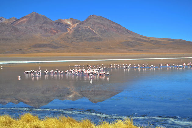 Roze gekleurde flamingo\u2019s in de meest mineraalrijke meren geven kleur aan dit gebied.