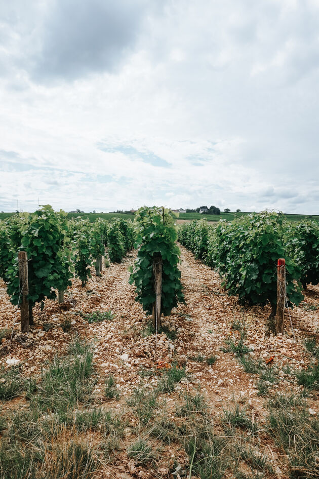 Centre-Val de Loire is de perfecte vakantiebestemming voor wijnliefhebbers