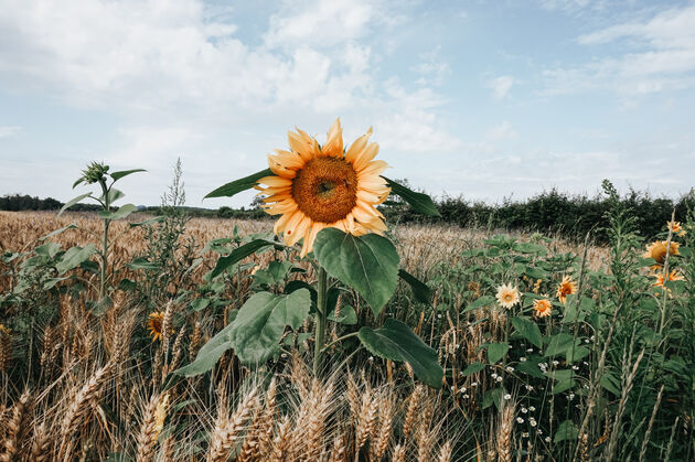 H\u00e9t icoon van de Franse zomer