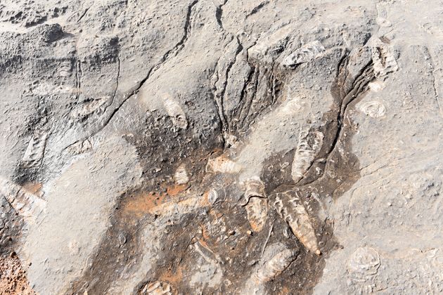 Miljoenen jaren oude fossielen