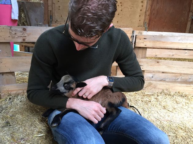 Nee, dit is geen geitje maar een lammetje en daar kun je mee knuffelen op Texel