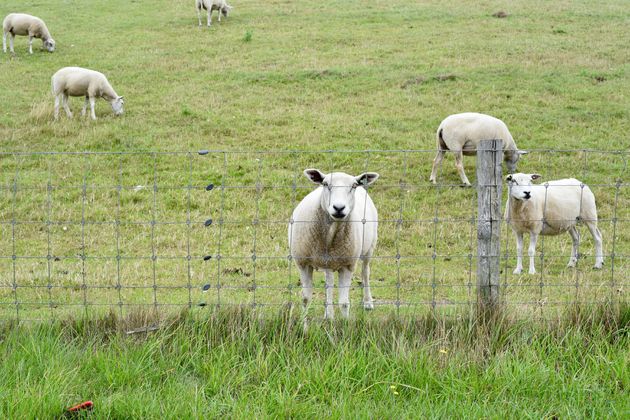 Typisch Texel: overal zie je schapen grazen