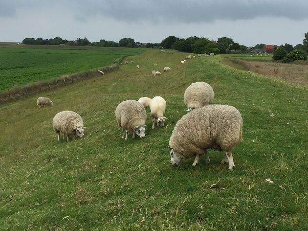 Je komt ze overal op Texel tegen: schapen!