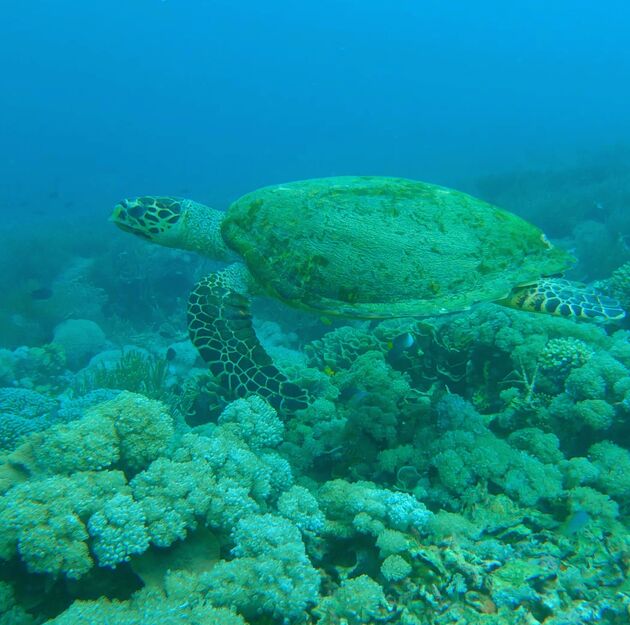 <em>Het is niet lastig om een schildpad te spotten tijdens een duik of snorkelsessie.<\/em>