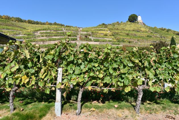 De druiven van Schloss Wackerbarth hangen te rijpen in de zon