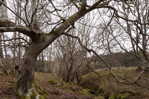 schotland-natuur-17