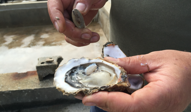 Bourgondi\u00ebrs herkennen ze direct, oesters van Ile d`Oleron