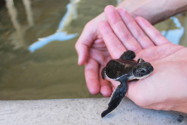 Jonge zeeschildpadjes!