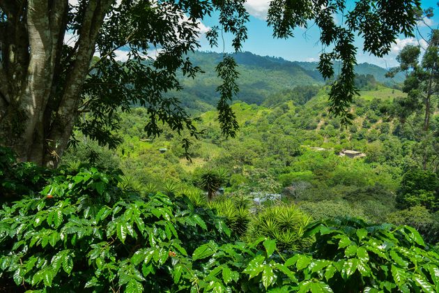 Uitzicht op de groene koffieplantage Seis Valle